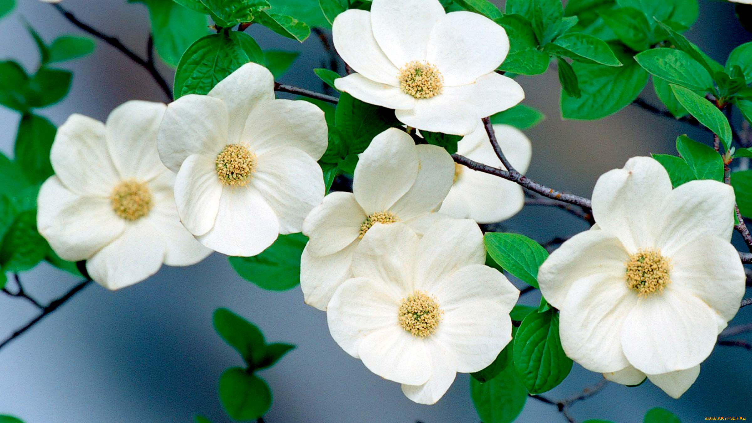 Пот 8 букв. Уайт Фельди цветы. Dogwood Blossom. Белые цветы.
